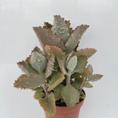 Kalanchoe beharensis fang